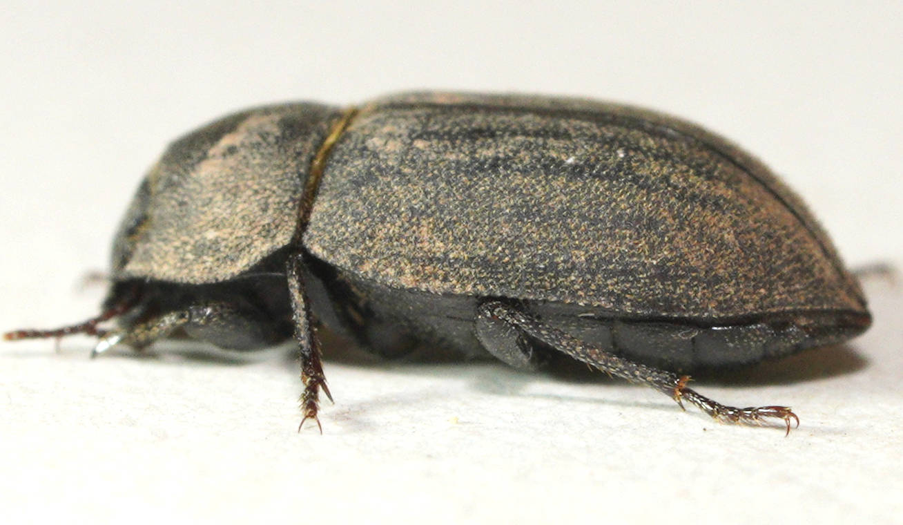 Confusing Beetle (Salax sp)