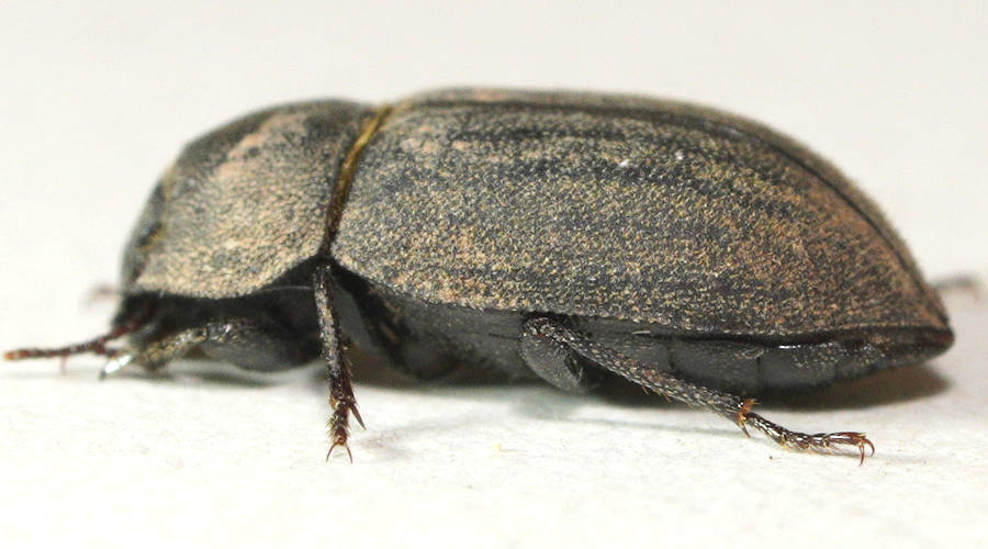 Confusing Beetle (Salax sp)