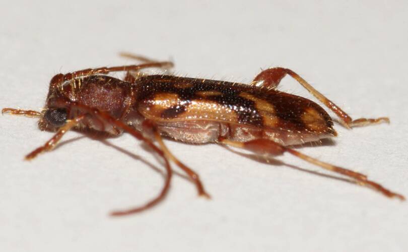 Wattle Longhorn Beetle (Bethelium diversicorne)