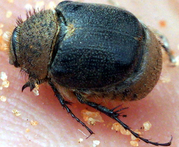 Hairy Little Scarab Beetle (Melolonthinae sp ES12)