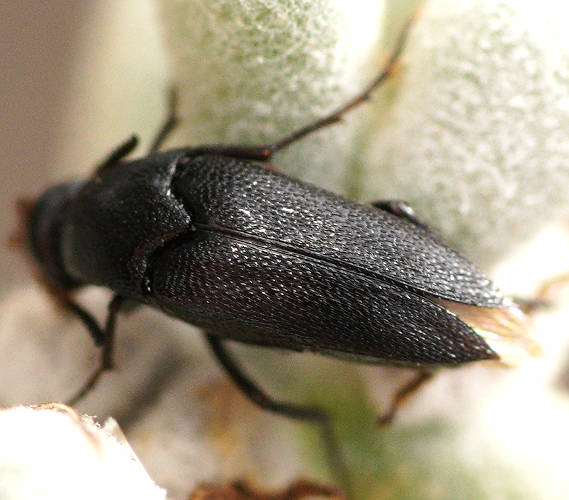 Wedge-shaped Beetle (Macrosiagon cf sp)