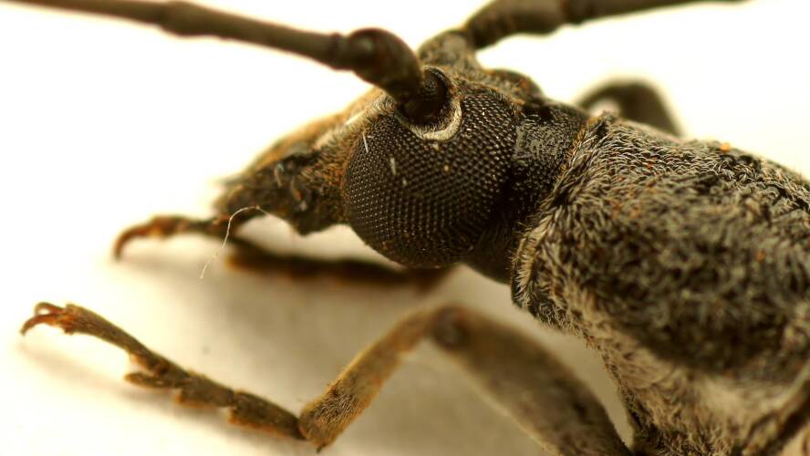 Slender Mallee Longhorn Beetle (Aposites sp)