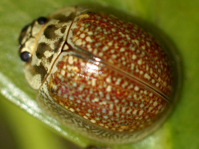 Eucalyptus Variegated Beetle (Paropsisterna cloelia)