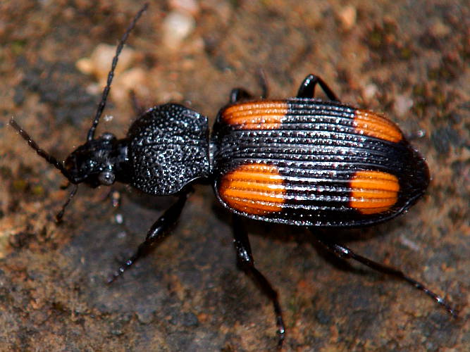 Australasian Panagaeitid Ground Beetle (Craspedophorus australasiae)