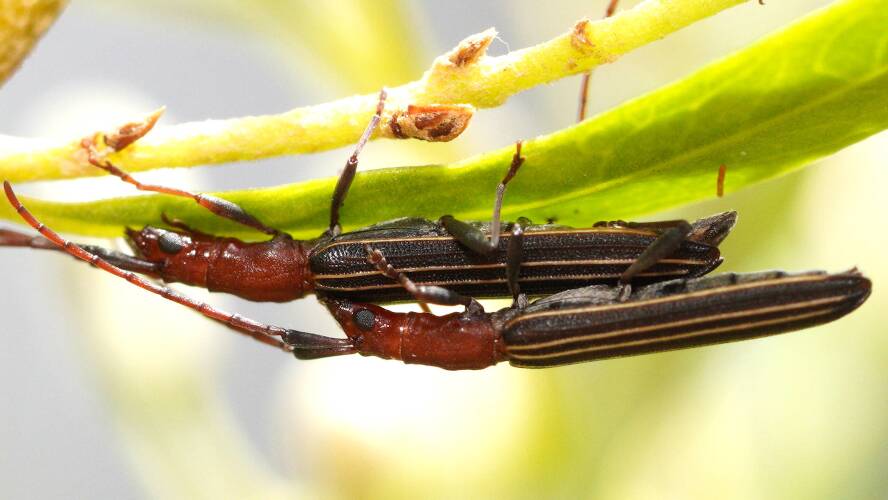 Striped Longhorn Beetle (Syllitus cf microps)
