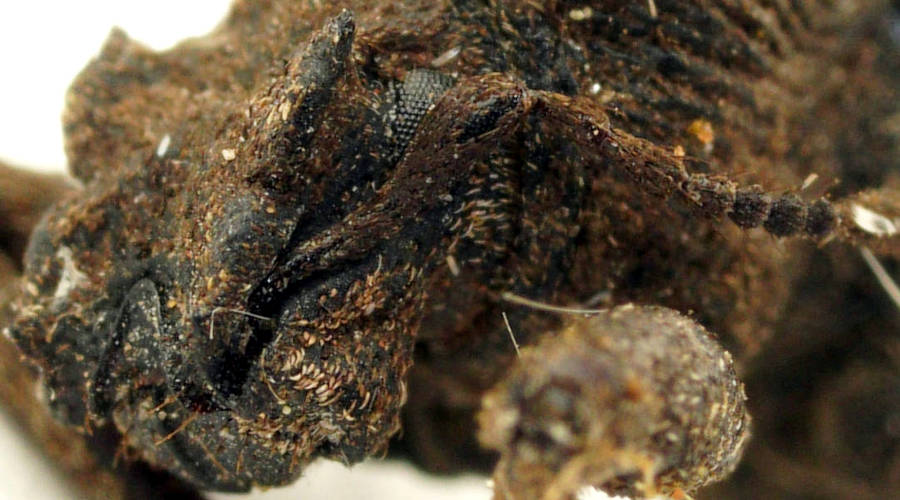 Fin-faced Weevil (Acantholophus planicollis)
