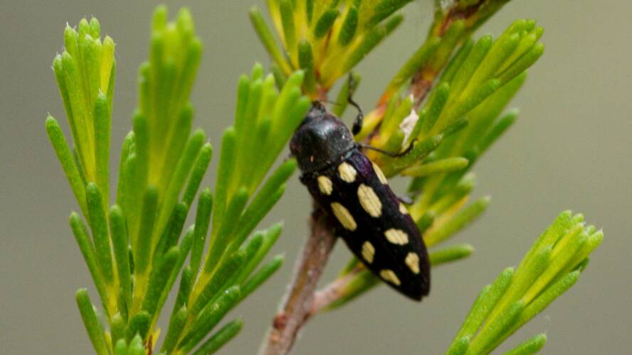 Maroon-highlighted Jewel Beetle (Castiarina parallela)