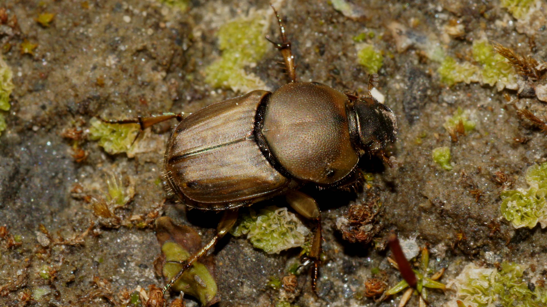 Sandy Dung Beetle (Euoniticellus fulvus)