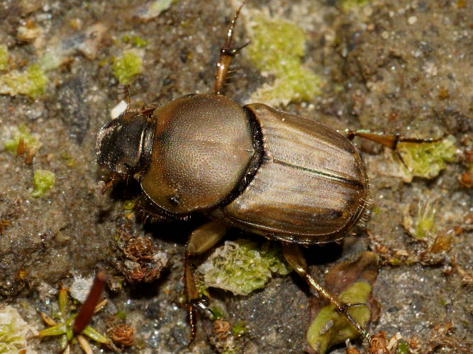 Sandy Dung Beetle (Euoniticellus fulvus)