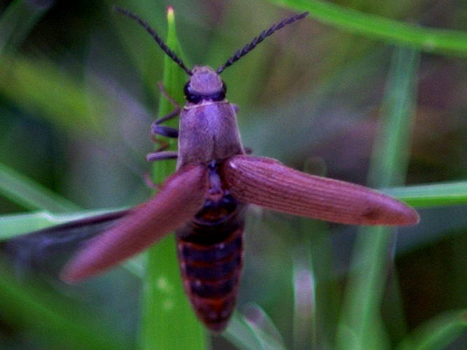 Red Click Beetle (Elateridae sp ES02)