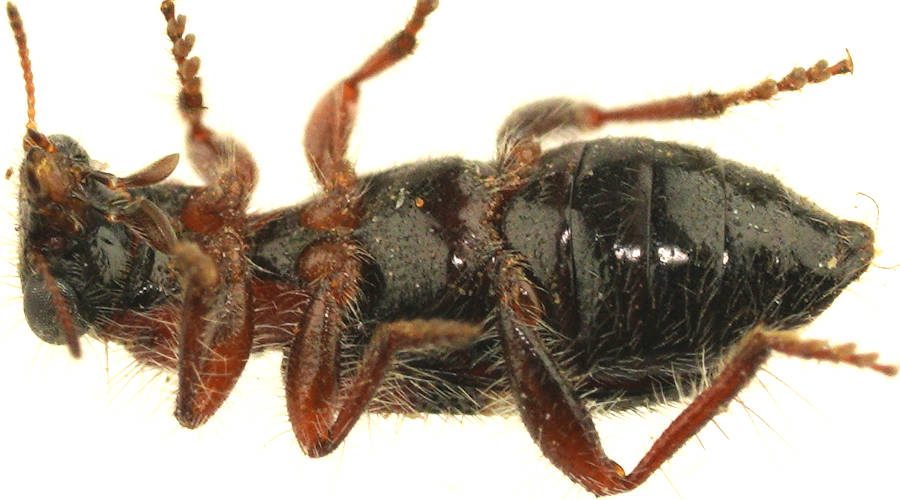 Variegated Clerid Beetle (Lemidia variegata)
