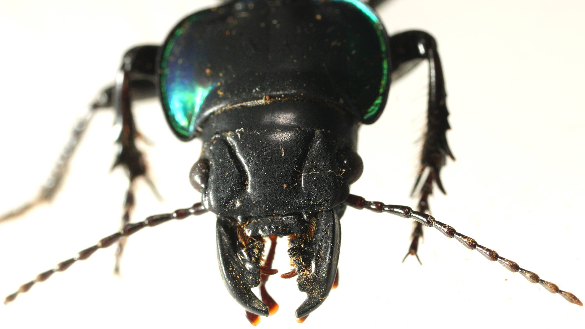 Green Ground Beetle (Carenum elegans)