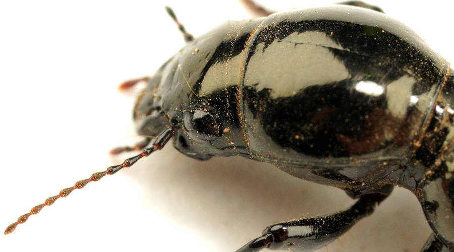 Black Waxy Ground Beetle (Cerotalis sp ES03)