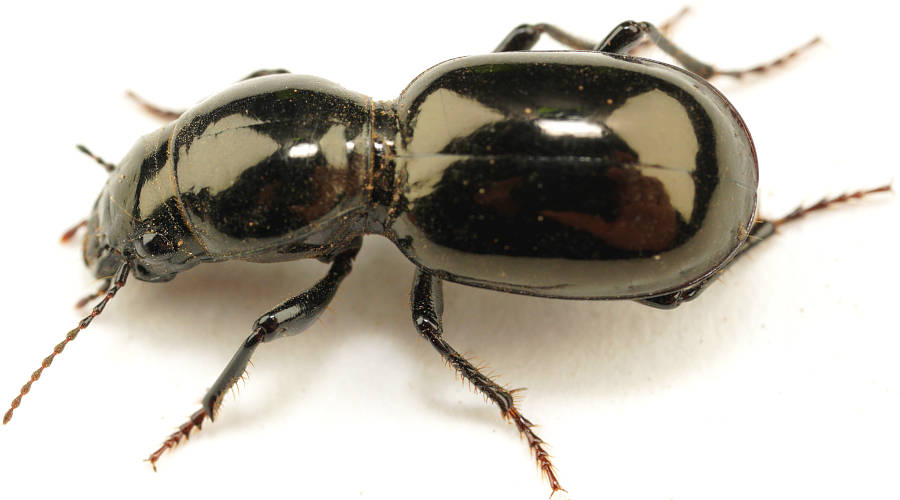 Black Waxy Ground Beetle (Cerotalis sp ES03)
