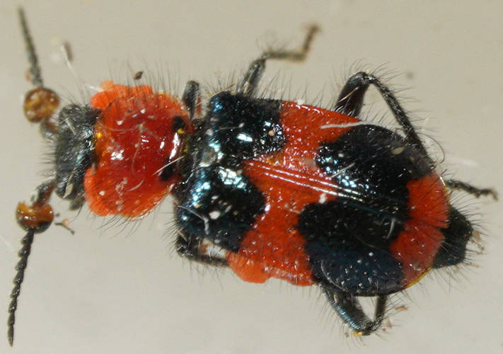 Wrinkled-wing Flower Beetle (Dicranolaius rugulipennis)