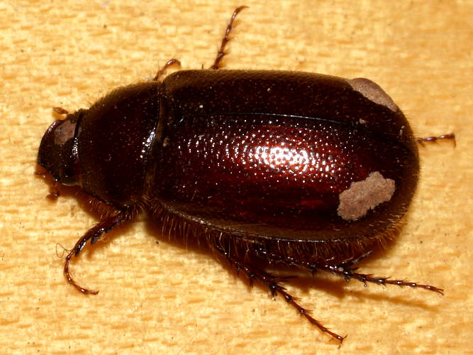 Scabby Scarab Beetle (Melolonthinae sp ES03)
