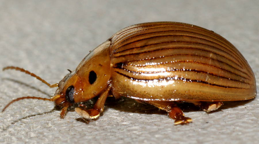 Striped Leaf Beetle (Paropsisterna intacta)