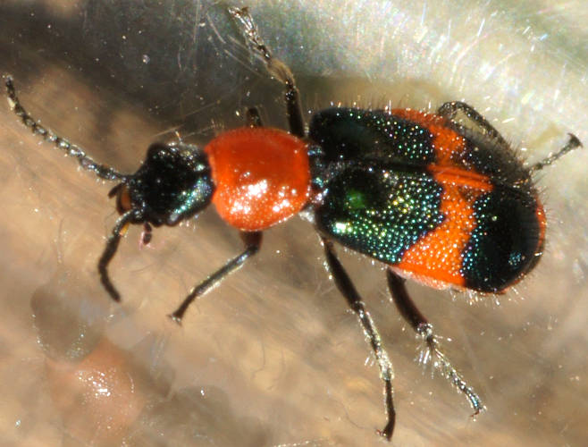 Red & Blue Flower Beetle (Dicranolaius bellulus)