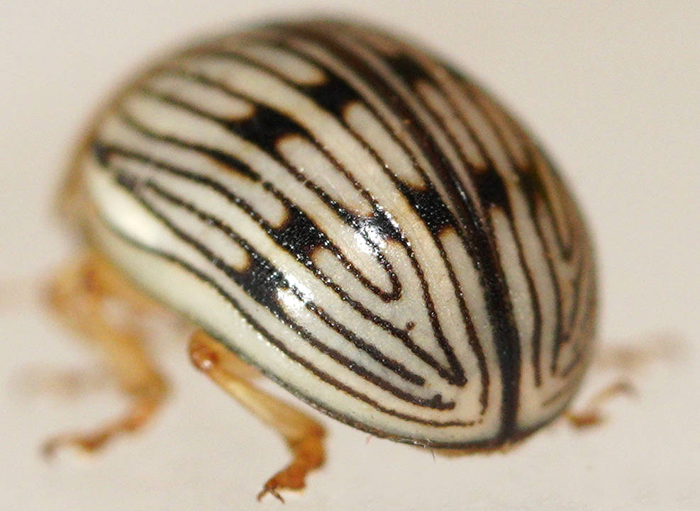 Scat-mimicking Leaf Beetle (Faex aemula)