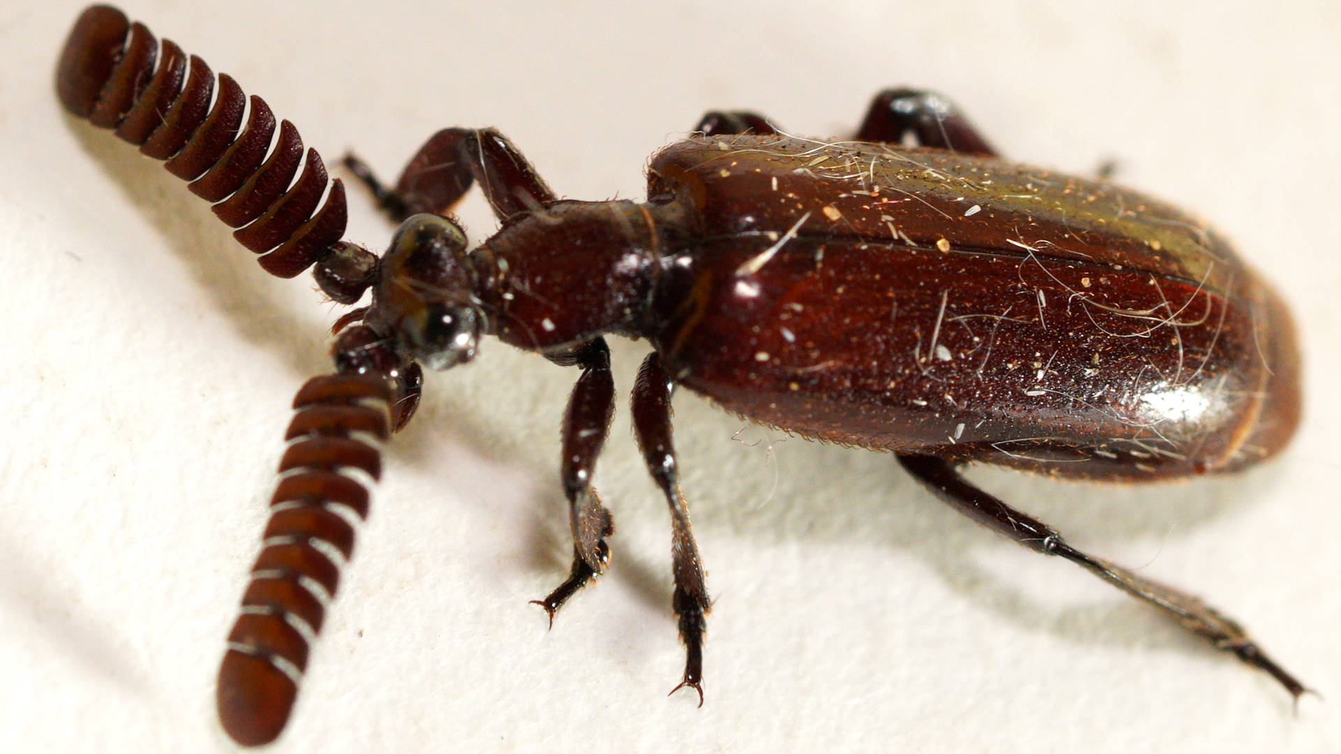 Ant-nest Beetle (Arthropterus sp)