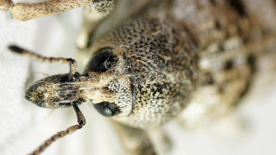 Elegant Weevil (Pelororhinus facetus)