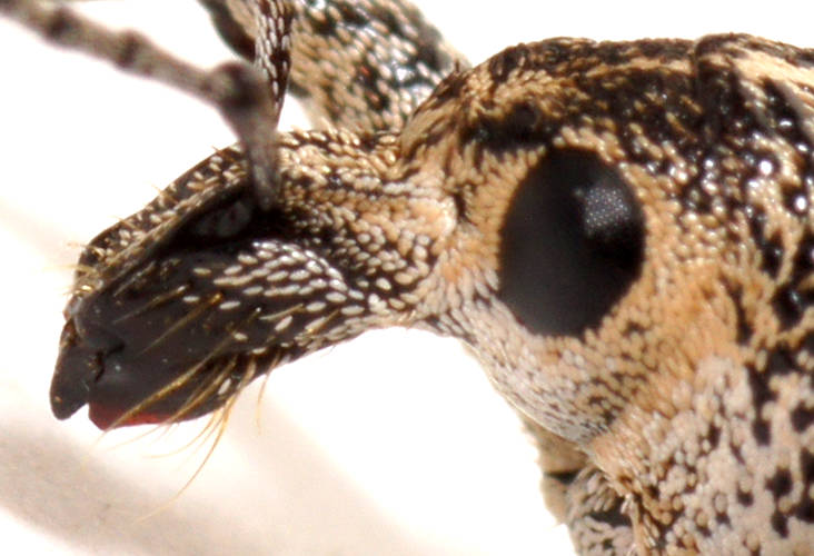 Horse-nosed Weevil (Pelororhinus crassus)