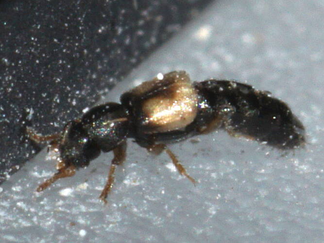 Tiny Rove Beetle (Staphylinidae sp ES01)