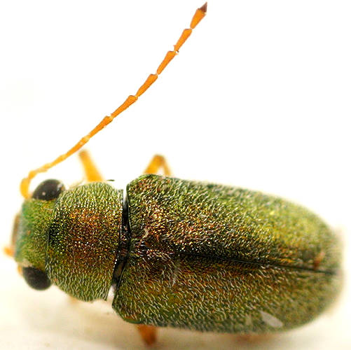Green Eboo Beetle (Eboo sp ES02)
