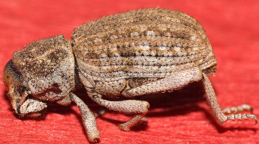 Broad-nosed Weevil (Cubicorhynchus sp)