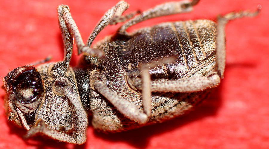 Broad-nosed Weevil (Cubicorhynchus sp)