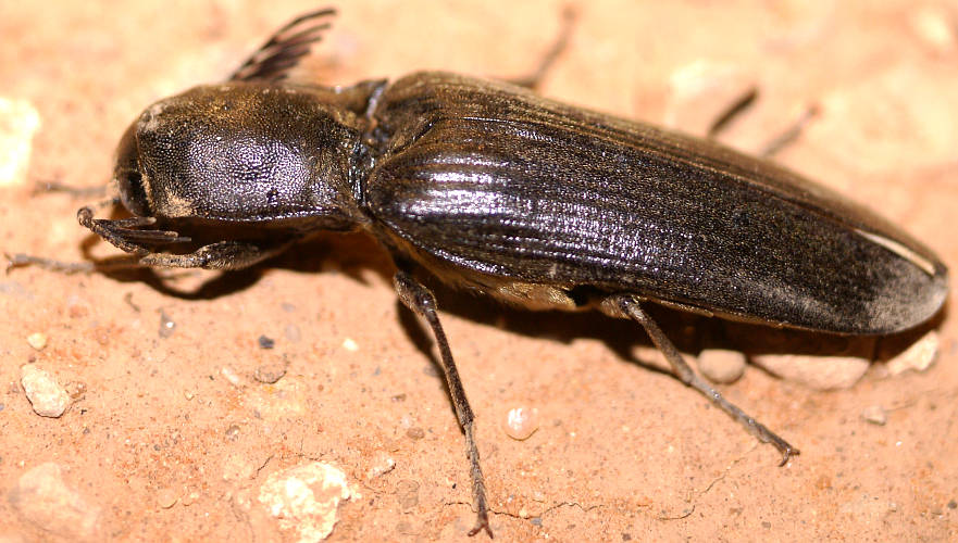 Large Click Beetle (Pseudotetralobus sp)