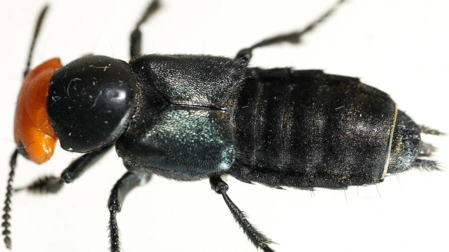 Devil's Coach-horse Beetle (Creophilus erythrocephalus)