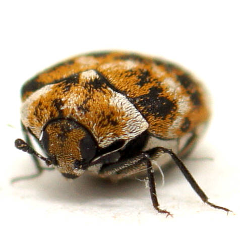 Varied Carpet Beetle (Anthrenus verbasci)