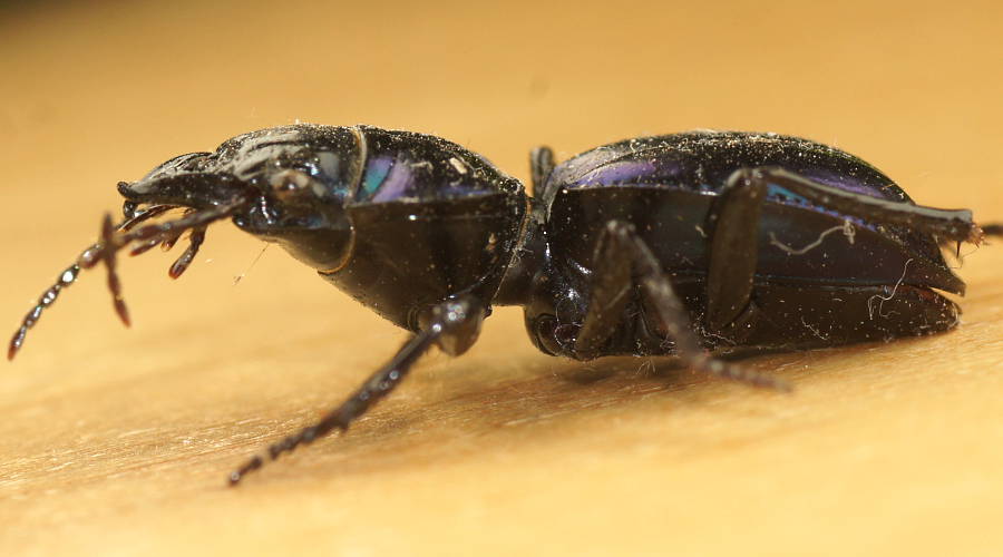 Blue Ground Beetle (Carenum speciosum)