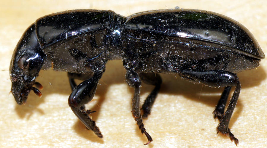Blue Waxy Ground Beetle (Cerotalis sp ES01)