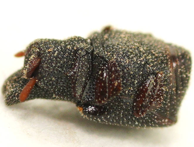 Horned Matchhead Beetle (Pheidoliphila carbo)