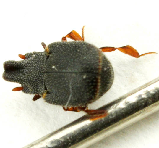 Horned Matchhead Beetle (Pheidoliphila carbo)