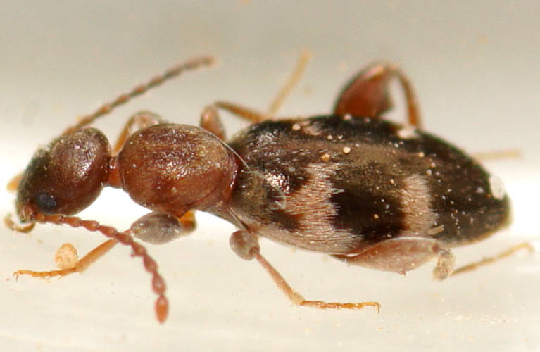 Brown Ant-like Flower Beetle (Chileanthicus sp)