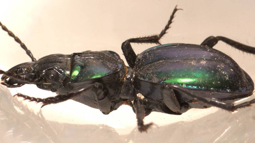 Green Ground Beetle (Carenum elegans)