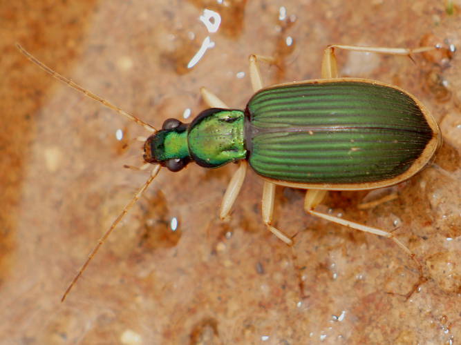Ground Beetle (Chlaenius darlingensis)