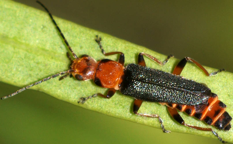 Pale-legged Soldier Beetle (Chauliognathus sp ES04)