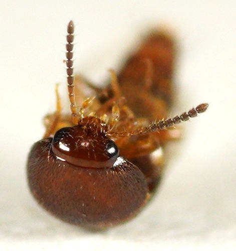 Pintail Rove Beetle (Sepedophilus sp)