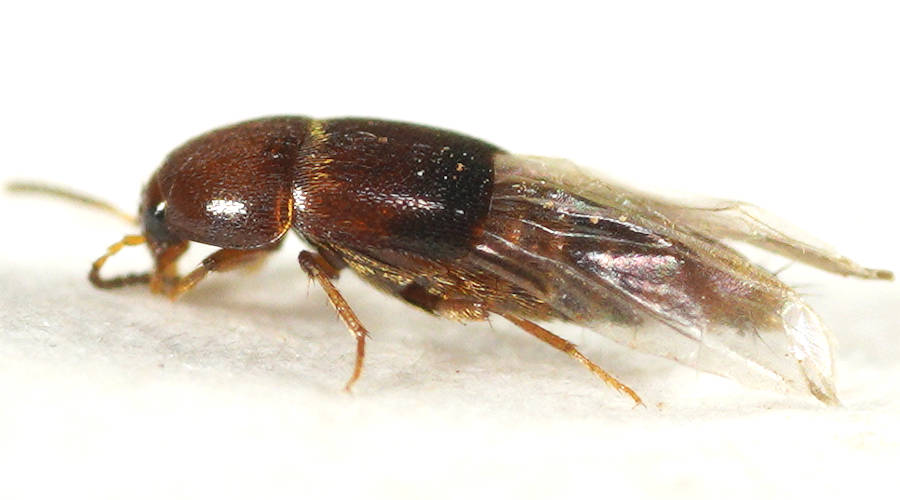 Pintail Rove Beetle (Sepedophilus sp)