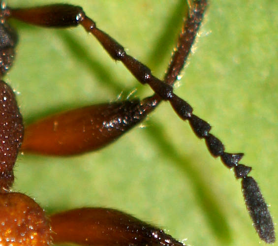Honey Brown Beetle (Ecnolagria rufescens)