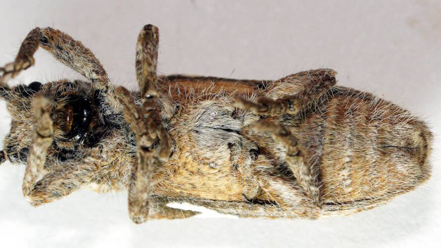 White-marked Hairy Longhorn Beetle (Rhytiphora posthumeralis)