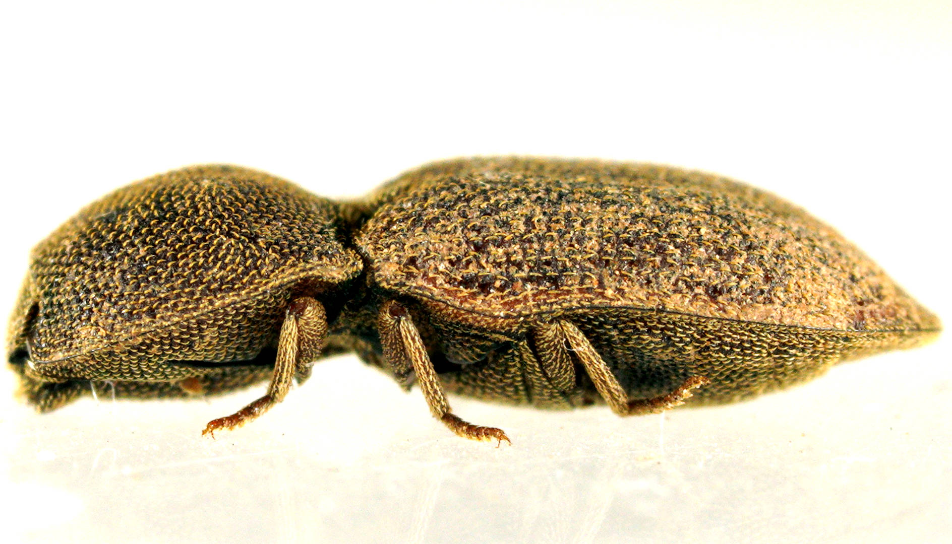 Shielded Click Beetle (Agrypnus sp)