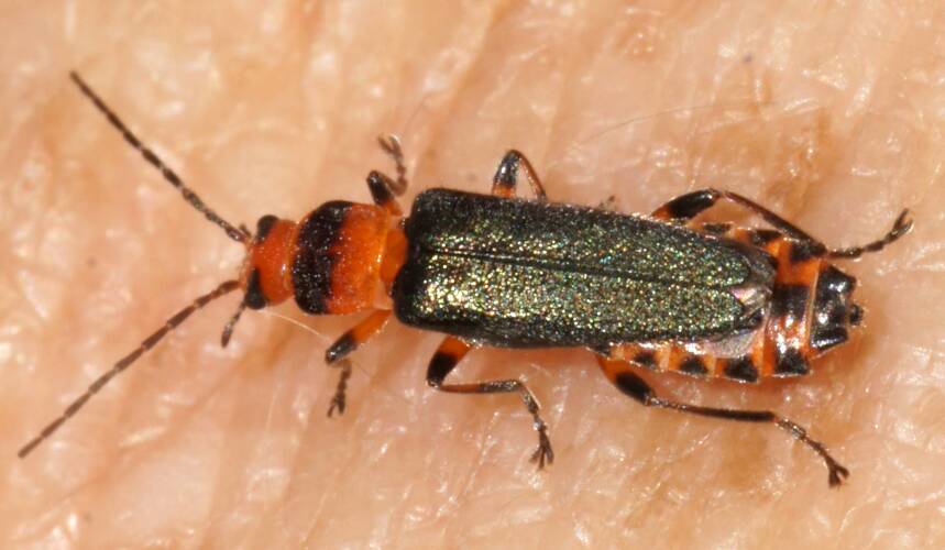 Orange-headed Soldier Beetle (Chauliognathus granulatus)