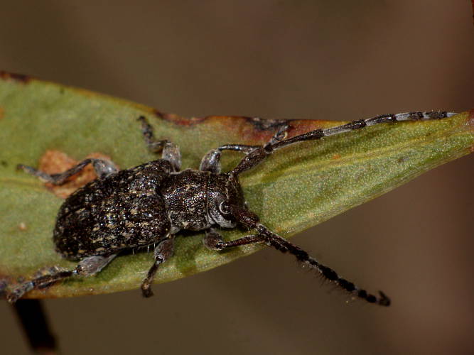 Acacia Longhorn Beetle (Ancita sp)