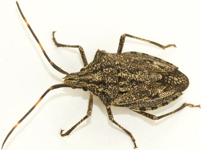 Acacia Shield Bug (Alcaeus lignicolor)