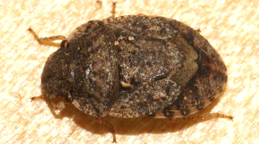 Rounded Shield Bug (Kapunda tepperi)